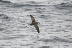 Great20Shearwater207490